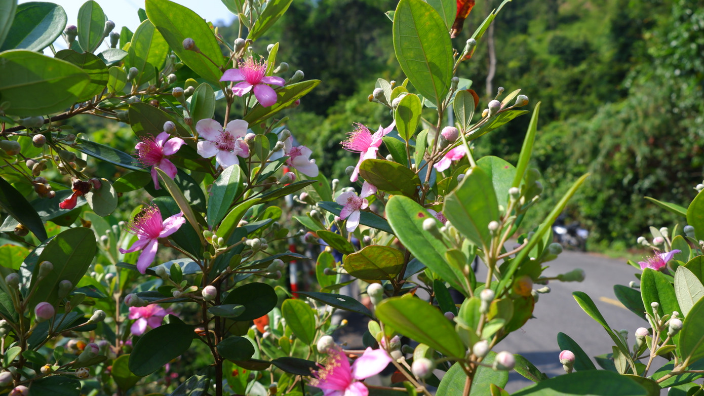 Những ngày tháng 4, khi nắng bắt đầu chói chang cũng là thời điểm hoa sim tím dọc cung đường lên đồi Vọng Cảnh trên bán đảo Sơn Trà (TP Đà Nẵng) bung nở tạo cảnh sắc rực rỡ, hút hồn người dân và du khách lên đây.