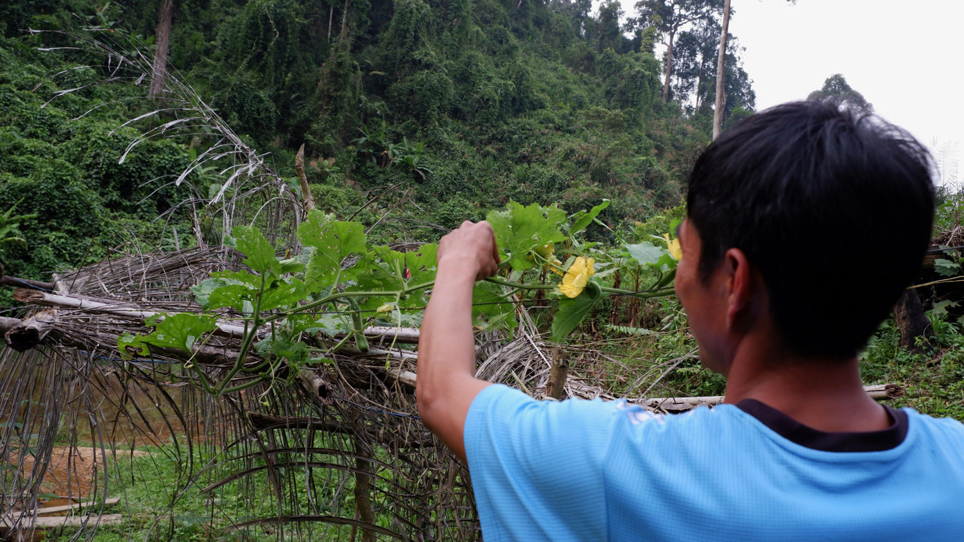 Màu xanh cây cối bao phủ những bãi vàng trái phép nham nhở một thời. Một nhành mướp được anh em chăm sóc đã ra nụ, kết trái. Màu xanh cây cối bao phủ những bãi vàng trái phép nham nhở một thời. Một nhành mướp được anh em chăm sóc đã ra nụ, kết trái.