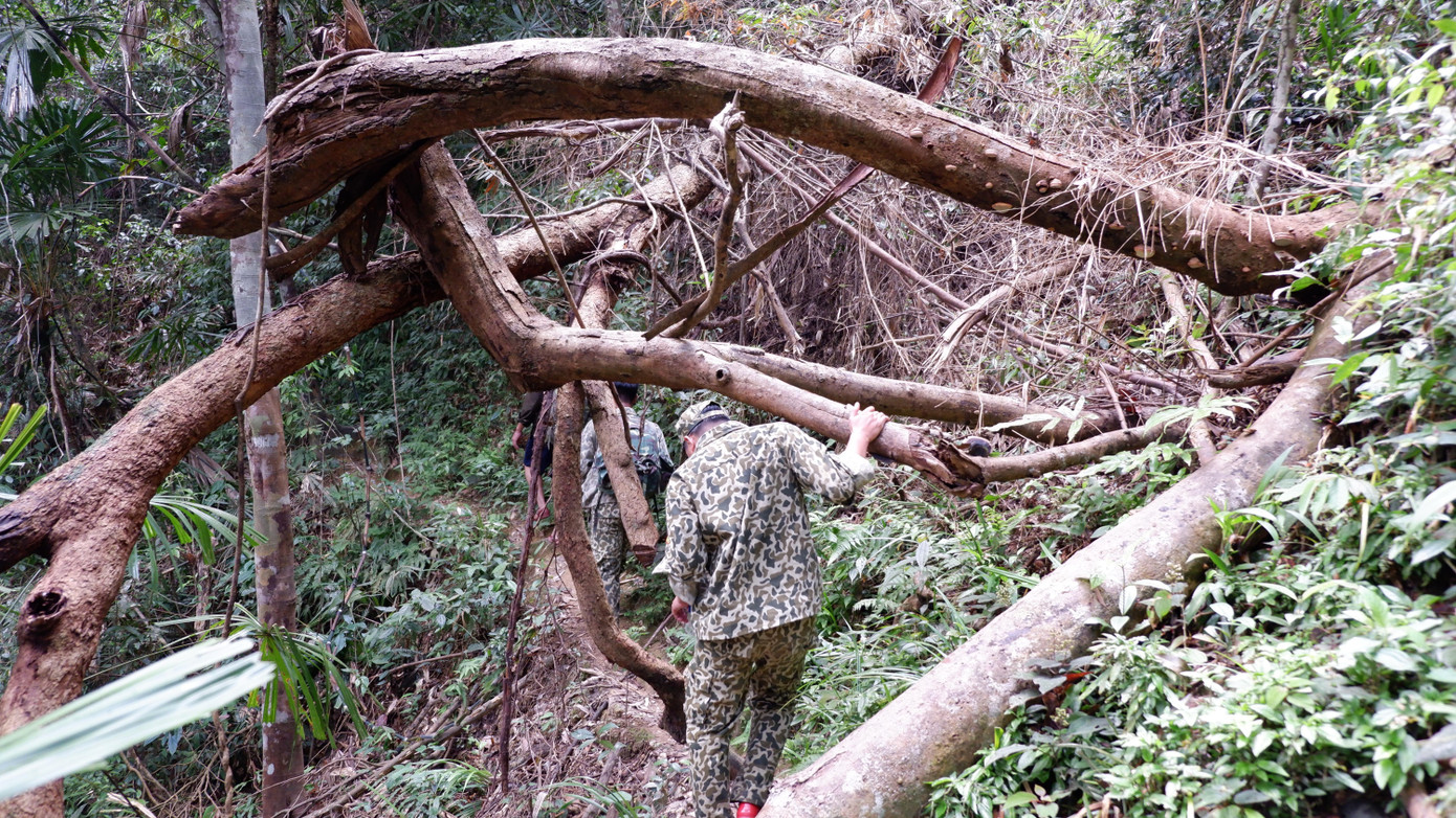 Một cây rừng ngã gãy, án ngự, chặn lối đi trên đường vào trạm bảo vệ rừng. Một cây rừng ngã gãy, án ngự, chặn lối đi trên đường vào trạm bảo vệ rừng.
