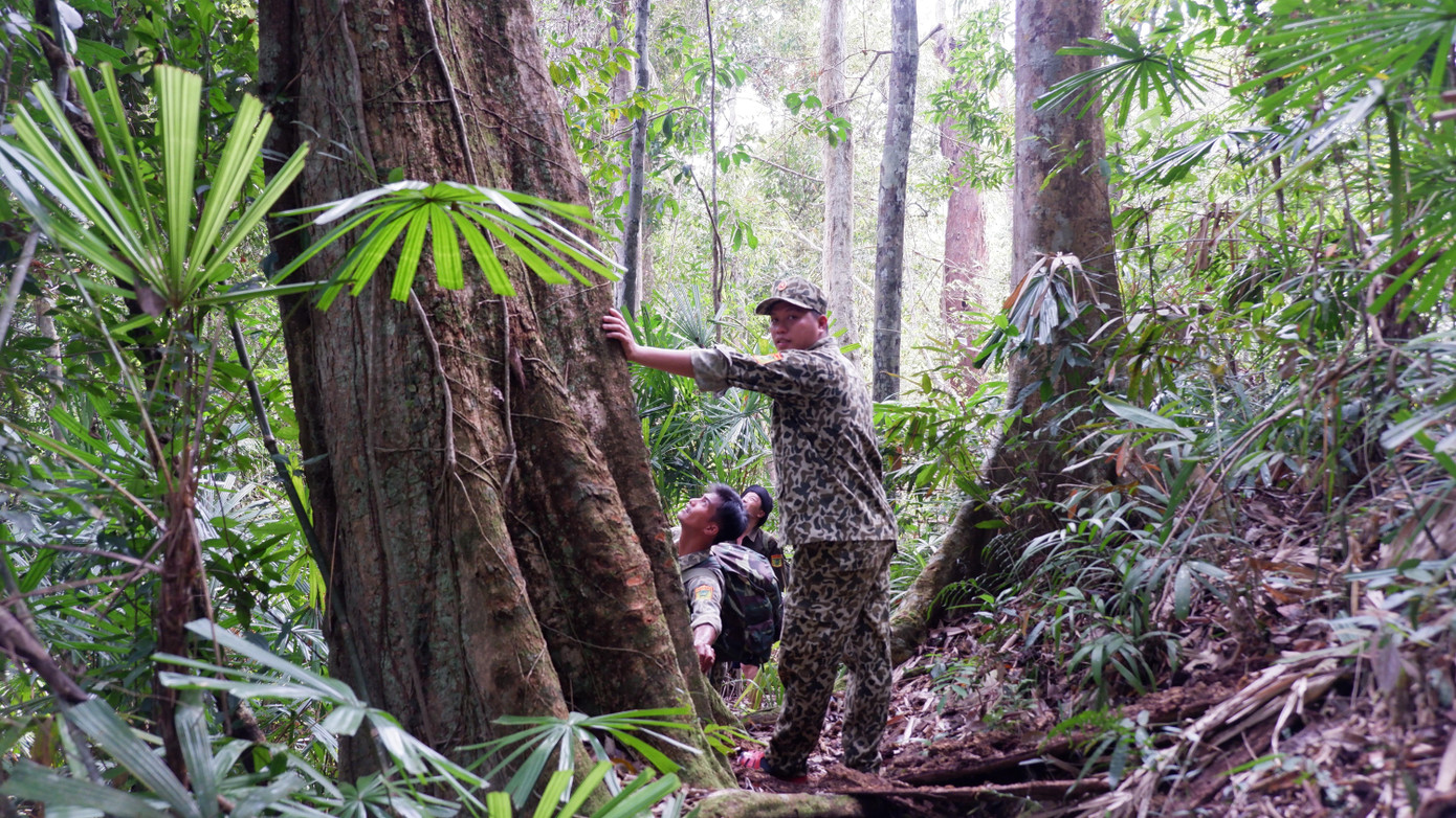 Dừng chân bên một gốc cây rừng cổ thụ giữa vùng lõi Vườn quốc gia Sông Thanh Dừng chân bên một gốc cây rừng cổ thụ giữa vùng lõi Vườn quốc gia Sông Thanh