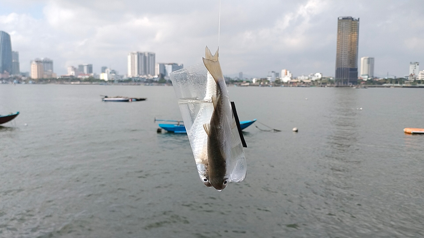 Những con cá đối được câu lên từ cửa sông Hàn mà không cần đến lưỡi, cần câu.