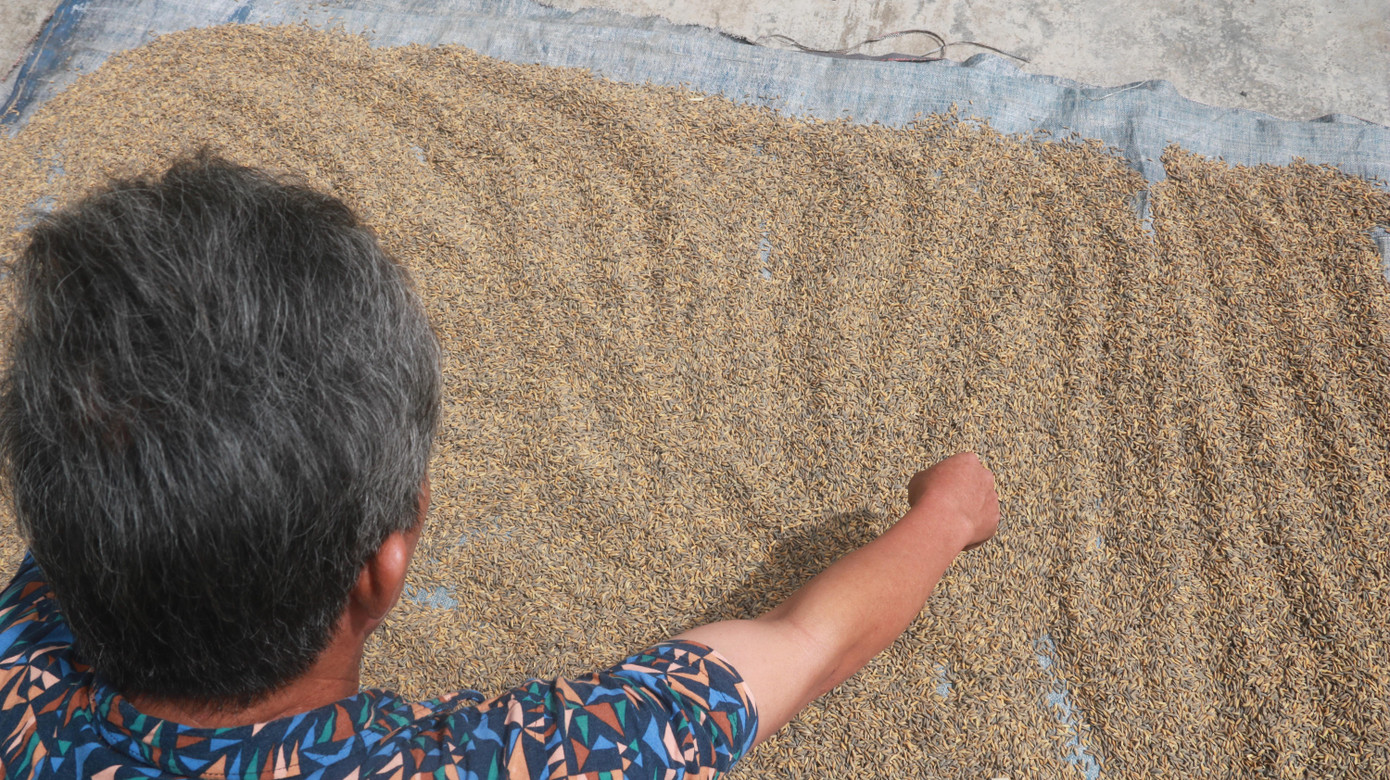 Giá vật tư, công chăm bón, thuê gặt hái đắt đỏ, nhiều nông dân thôn Phước Thuận - Phước Hậu vụ mùa này lâm vào cảnh trắng tay.