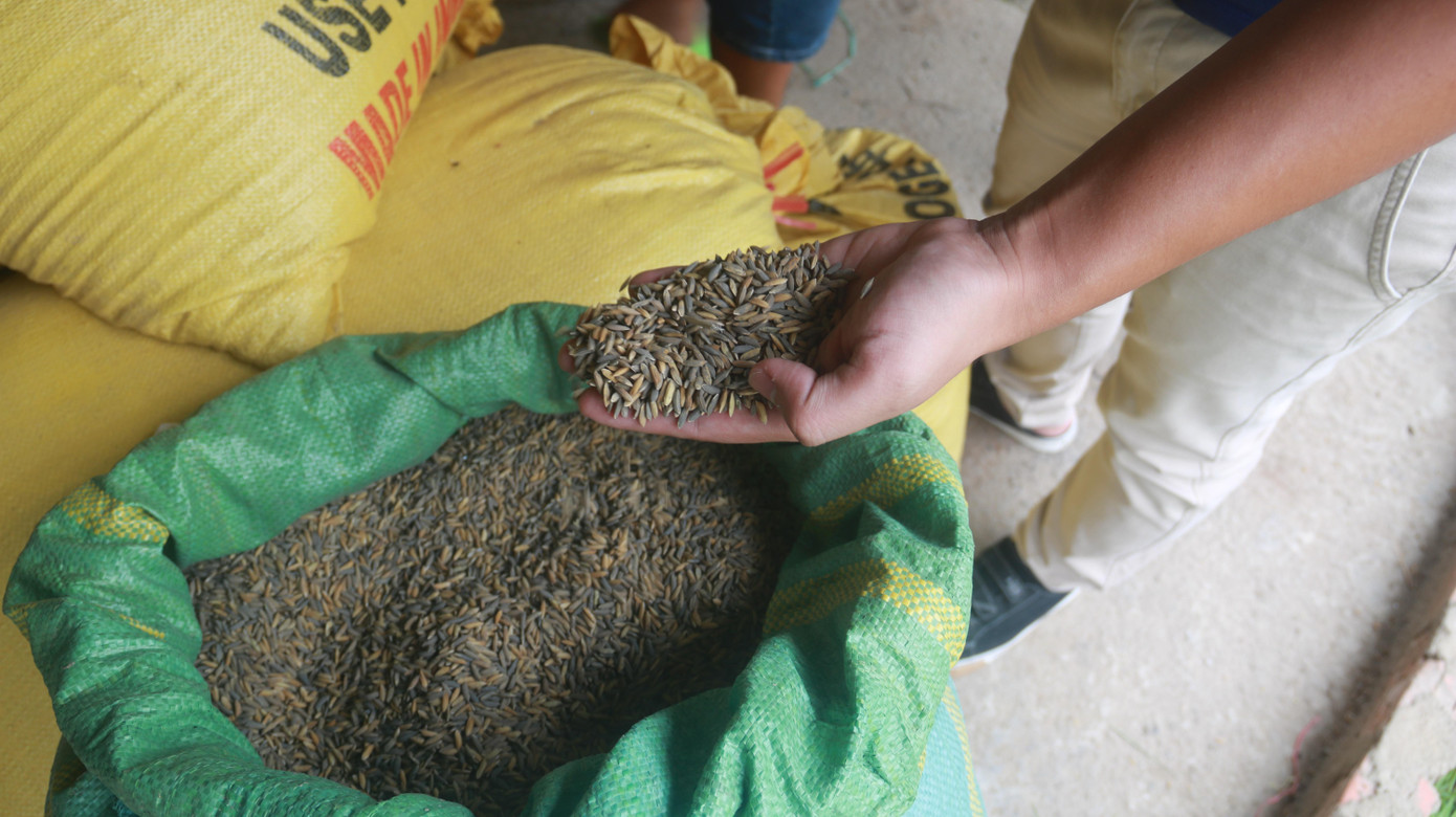 Theo phản ánh của bà con, việc lúa, gạo đổi màu bất thường này là do đồng ruộng bị ngập nước chảy từ bãi than Đông Bắc nằm ở phía thượng nguồn.