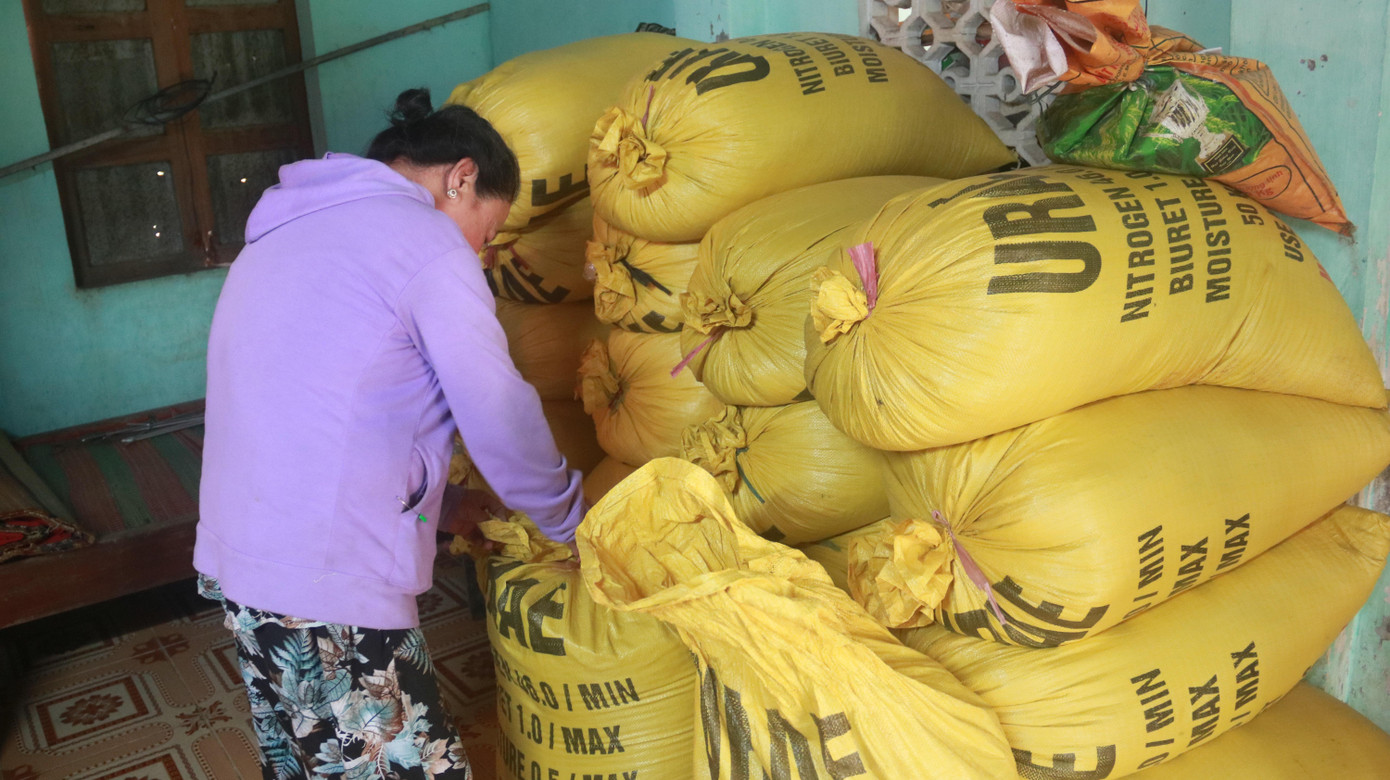 Vụ mùa vừa qua, gia đình bà Nguyễn Thị Cước (70 tuổi) thu hoạch được 17 bao lúa (mỗi bao gần 50kg). Tuy nhiên, gia đình bà phải bỏ tiền mua gạo vì toàn bộ lúa đều đổi màu đen, sẫm, không thể dùng được.