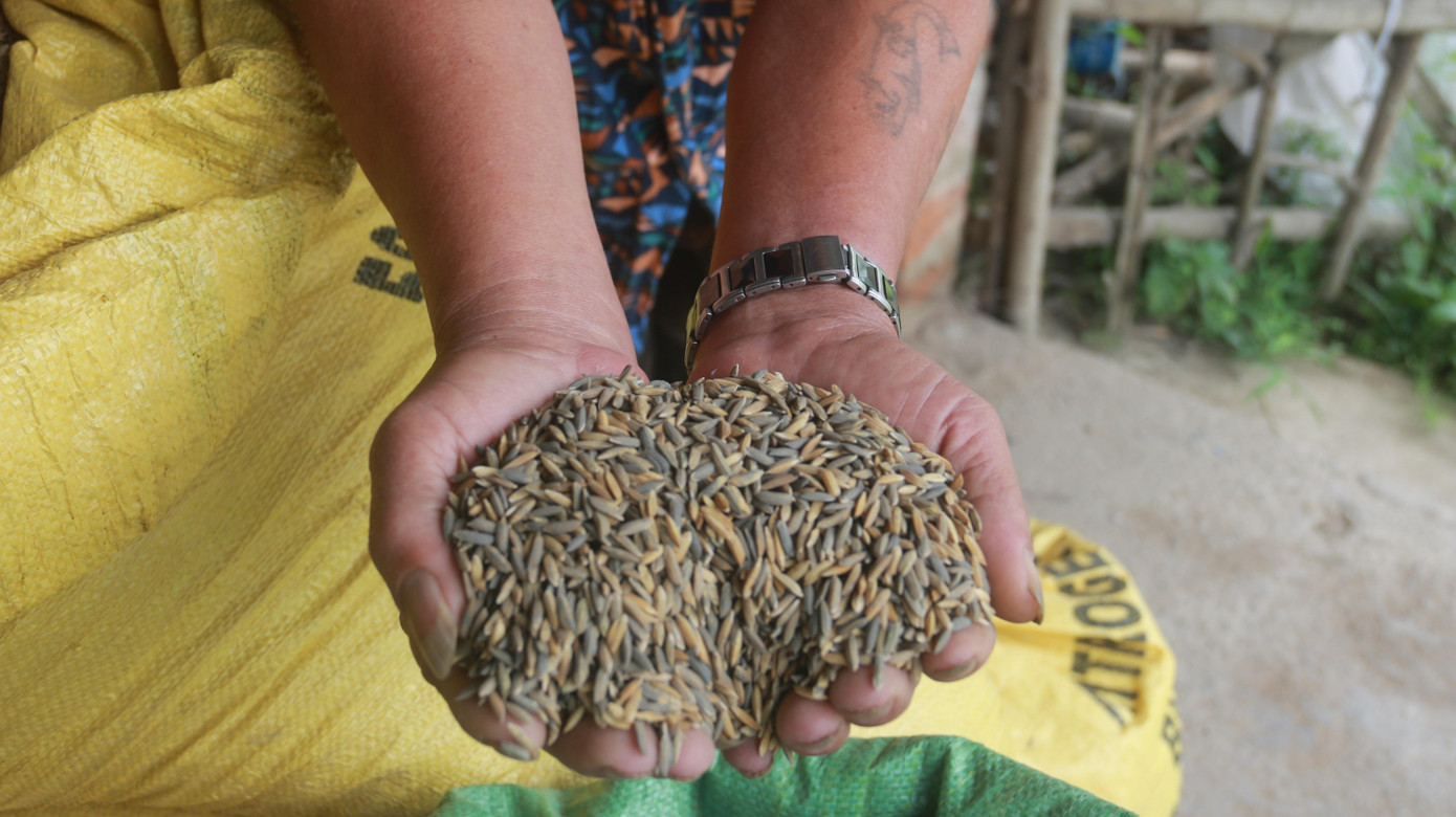 Vụ mùa đông xuân vừa qua, lúa của nhiều hộ nông dân ở thôn Phước Thuận - Phước Hậu (xã Hòa Nhơn, huyện Hòa Vang, TP Đà Nẵng) sau khi thu hoạch đổi màu đen, sẫm. Hiện tượng này khiến người dân lo lắng, bức xúc.