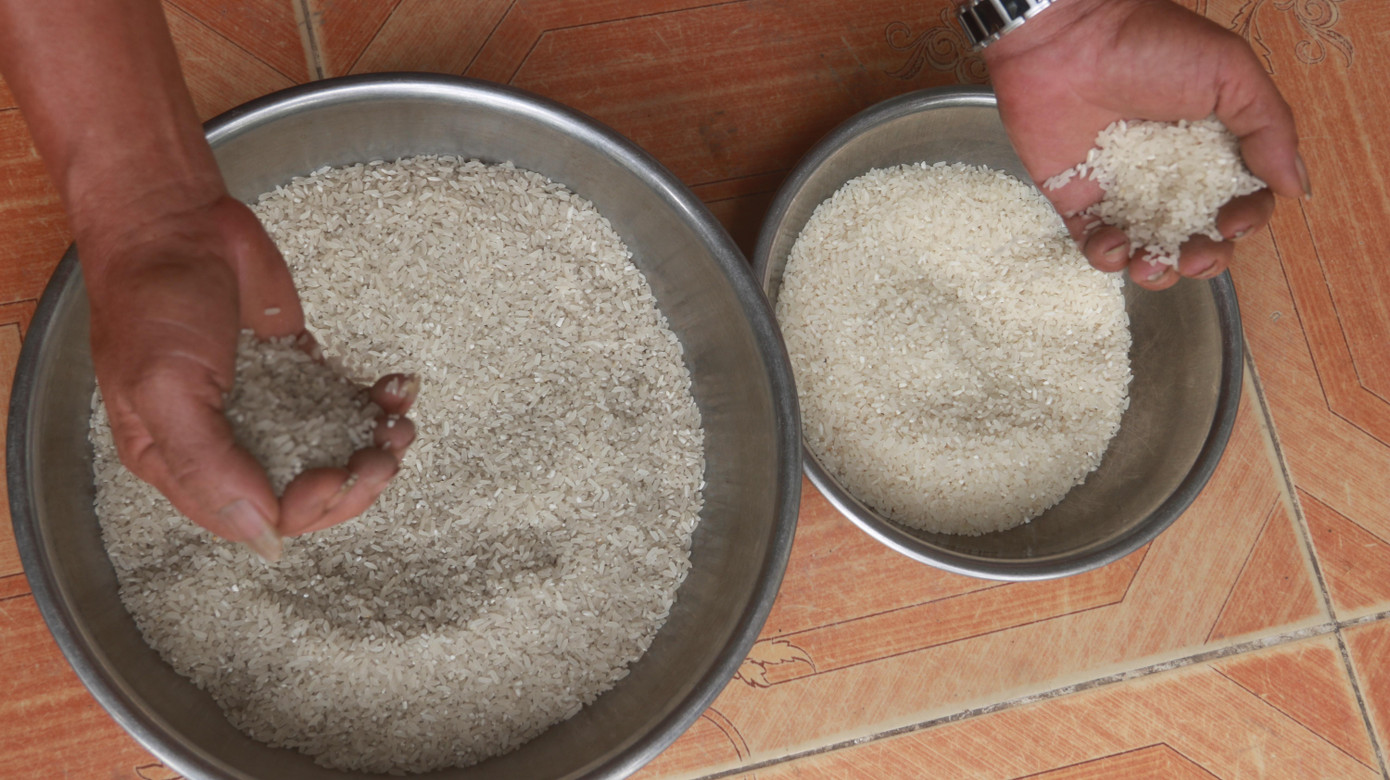 Lúa đổi màu khiến hạt gạo cũng đen sẫm (bên phải), nấu lên cơm có màu đục, nước nổi váng không dám ăn, người dân phải bỏ tiền, ra chợ mua gạo về dùng.