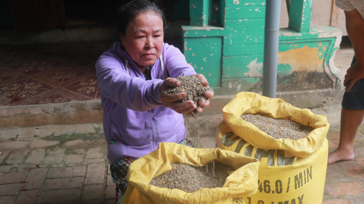 Bà Cước cho biết: hạt lúa thâm đen là do ngâm nước chảy từ bãi than xuống. Người dân rất bức xúc và đã kiến nghị lên chính quyền xã đề nghị can thiệp, xử lý.