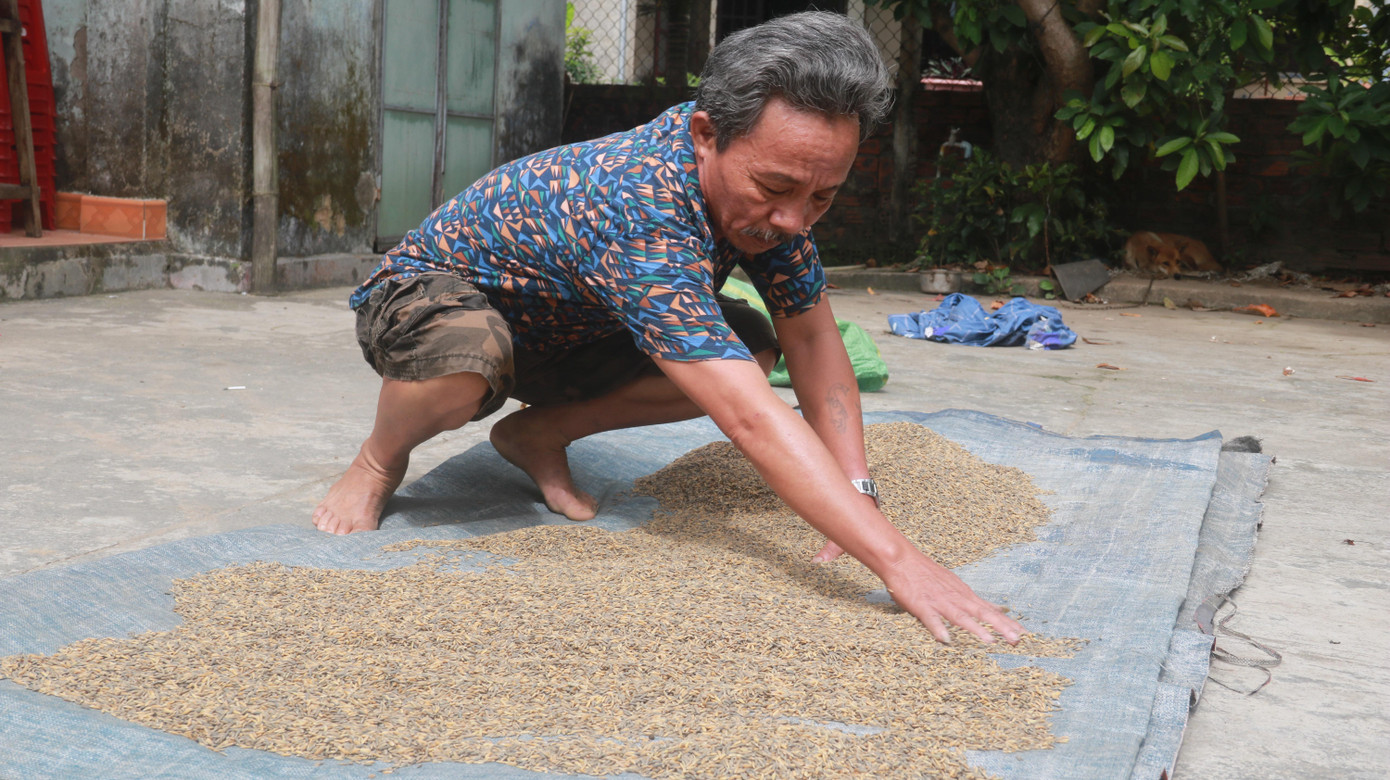 Ông Bùi Văn Mười (một người dân thôn Phước Thuận - Phước Hậu) cho biết: "Lúa sau khi ngập nước thải từ bãi than đổi màu, dân không dám ăn. Mang lúa này cho gà, vịt thì gà vịt cũng chê, không thèm ăn".