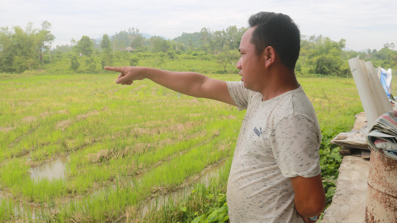 Cánh đồng rộng khoảng 3ha của thôn Phước Thuận - Phước Hậu là nơi chịu thiệt hại nặng nề do ô nhiễm trong vụ mùa đông xuân vừa qua.