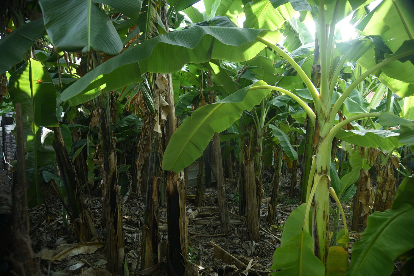 Hiện trạng khu đất tại 62 Tôn Đức Thắng đang được bỏ hoang. Theo tìm hiểu, sau khi được phép chuyển sang hình thức giao đất có thu tiền sử dụng đất và chuyển đổi mục đích sử dụng đất, Công ty Cổ phần Lương thực Đà Nẵng đã chuyển nhượng 7 lô đất cho cá nhân và mang 1 lô đất góp vốn kinh doanh để hình thành pháp nhân mới. Việc chuyển nhượng, góp vốn kinh doanh đã mang lại cho doanh nghiệp khoản chênh lệch và thu lợi hơn 13,6 tỉ đồng. Hiện trạng khu đất tại 62 Tôn Đức Thắng đang được bỏ hoang. Theo tìm hiểu, sau khi được phép chuyển sang hình thức giao đất có thu tiền sử dụng đất và chuyển đổi mục đích sử dụng đất, Công ty Cổ phần Lương thực Đà Nẵng đã chuyển nhượng 7 lô đất cho cá nhân và mang 1 lô đất góp vốn kinh doanh để hình thành pháp nhân mới. Việc chuyển nhượng, góp vốn kinh doanh đã mang lại cho doanh nghiệp khoản chênh lệch và thu lợi hơn 13,6 tỉ đồng.