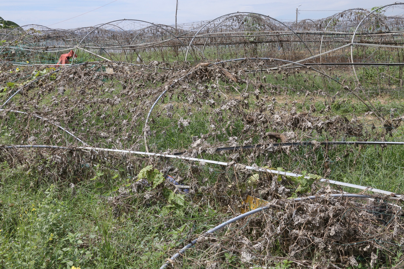 Cảnh tan hoang ở vựa rau lớn nhất TP Đà Nẵng khiến nhiều người không khỏi xót xa. Cảnh tan hoang ở vựa rau lớn nhất TP Đà Nẵng khiến nhiều người không khỏi xót xa.