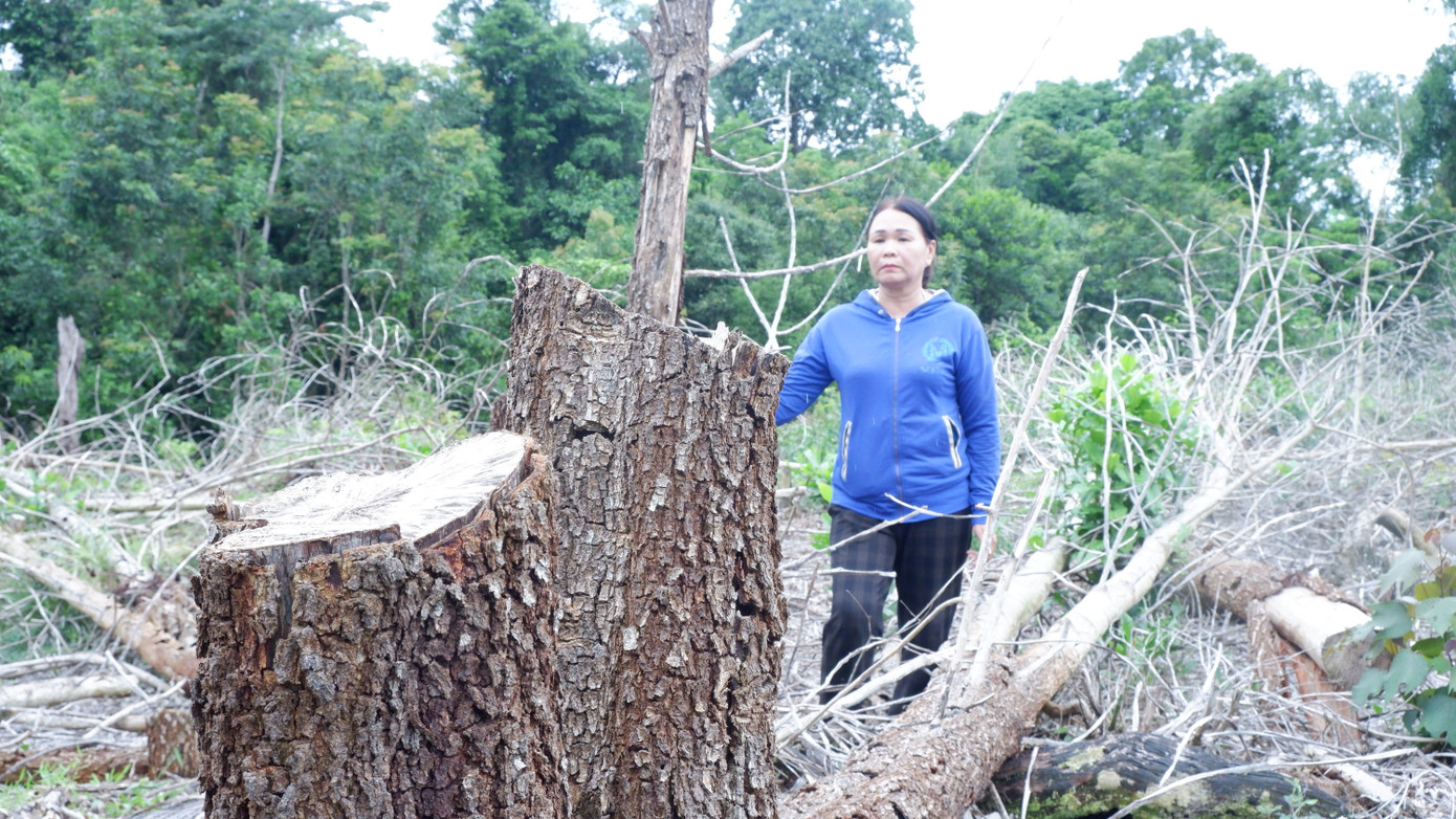 Mới đây, gia đình bà Lợi đã tiếp tục gửi đơn cầu cứu đến Chủ tịch UBND TP. Đà Nẵng. Đồng thời, đã gửi đơn khởi kiện BQL Rừng đặc dụng Bà Nà – Núi Chúa, Chi cục Kiểm lâm Đà Nẵng đến TAND TP. Đà Nẵng để giải quyết vụ việc. Trong đó, yêu cầu tòa án hủy bỏ việc thanh lý hợp đồng giao khoán rừng với các cá nhân liên quan; Hủy bỏ việc bàn giao diện tích đất rừng (gồm đất trong và ngoài hợp đồng) cho huyện Đông Giang vào ngày 6/5/2022. Đồng thời, yêu cầu tòa tuyên bồi thường thiệt hại tài sản trên đất canh tác cho gia đình bà.