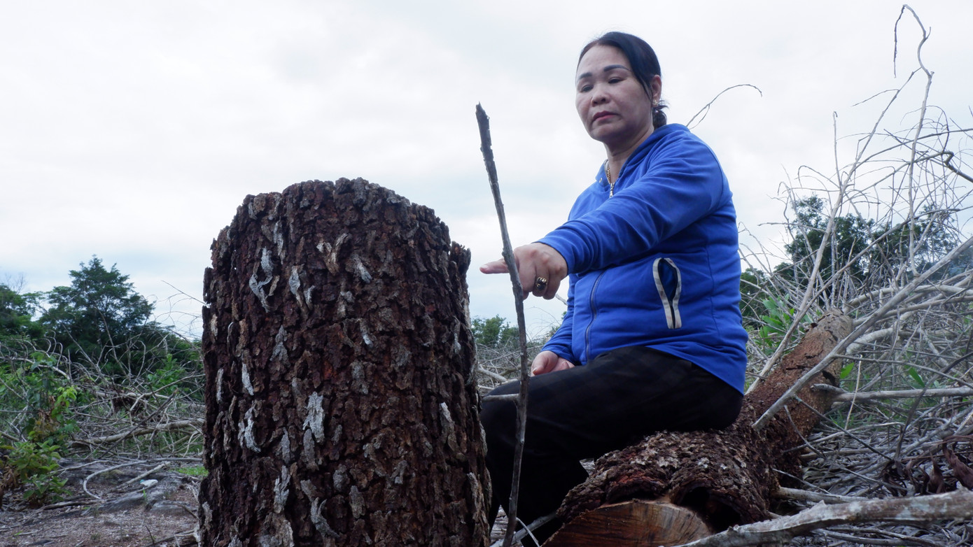 Đối với diện tích ngoài hồ sơ giao khoán, UBND huyện Đông Giang cho hay, đã ban hành 2 thông báo tìm chủ sở hữu tài sản. Sau thời gian niêm yết theo quy định, không có tổ chức, cá nhân nào liên hệ xác nhận tài sản nên huyện đã thông báo kết luận tài sản vô chủ và tiến hành xử lý theo đúng quy định.