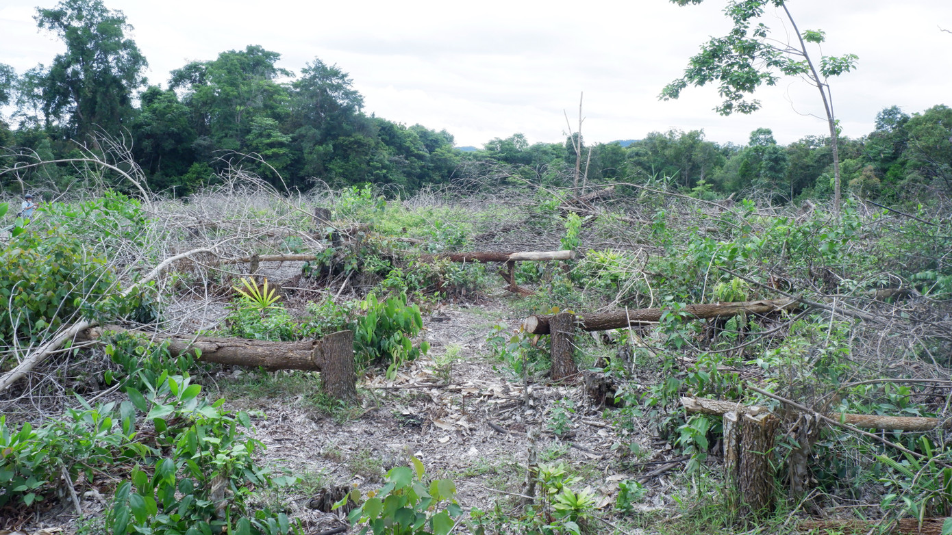 Liên quan đến việc xử lý các thiệt hại của người dân, lãnh đạo Chi cục Kiểm lâm TP. Đà Nẵng cho biết, theo quy định phải tiến hành thanh lý các hợp đồng giao khoán trước đây là rừng sản xuất, rừng phòng hộ nhưng nay trong quy hoạch thuộc rừng đặc dụng. Ở Đà Nẵng hiện nay có rất nhiều trường hợp như thế này. Theo luật buộc phải thanh lý, nhưng trước khi thanh lý phải có chính sách hỗ trợ đối với người dân đã tổ chức trồng rừng. “UBND TP đã giao cho Sở NN&amp;PTNT triển khai rà soát hết các hợp đồng giao khoán rừng trên tất cả các quận, huyện… Việc thu hồi đất rừng giao khoán phải đi kèm cơ chế hỗ trợ cho người dân vì họ bỏ công sức trồng và chăm sóc cây. Sau khi rà soát, chúng tôi sẽ tổng hợp đề xuất thành phố phương án xử lý. Nhưng nếu phát hiện các trường hợp có chuyển nhượng sẽ phải thanh lý ngay", ông Dũng cho biết.