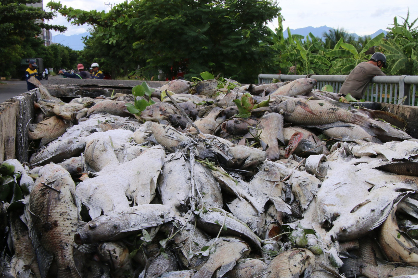 Cá chết được vớt lên từ kênh đưa đi xử lý.