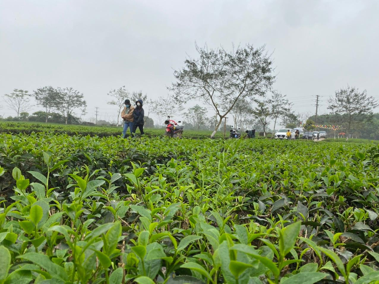 Những vườn chè ở thôn Nam Trà, xã Hương Trà, huyện miền núi Hương Khê (Hà Tĩnh) là địa điểm check in mới, thu hút nhiều người dân và du khách khi du xuân dọc theo tuyến đường Hồ Chí Minh. Mặc cho thời tiết mưa và rét đậm nhưng người dân vẫn nô nức kéo lên những đồi chè để ghi lại những khoảnh khắc ngày xuân.