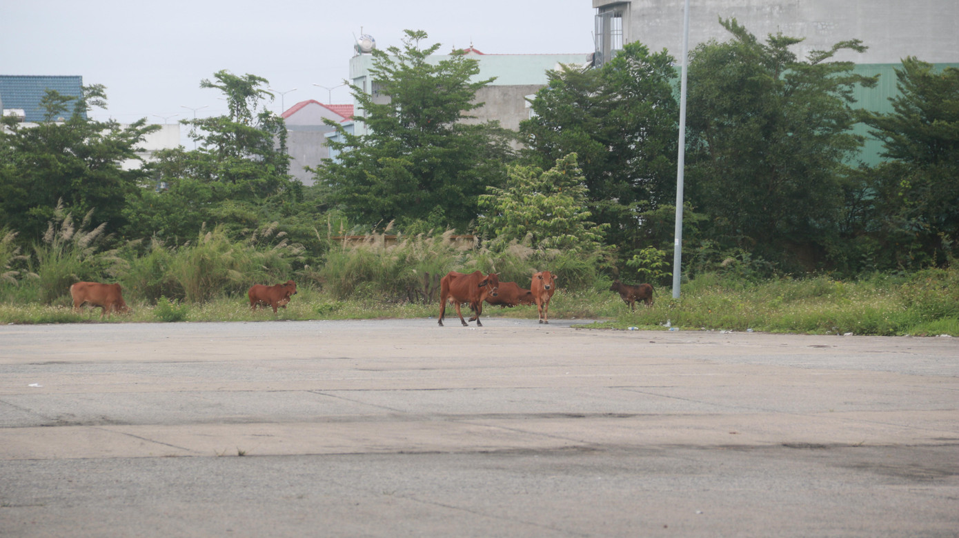 Một diện tích bến xe bỏ hoang thành nơi chăn thả bò cho người dân địa phương.
