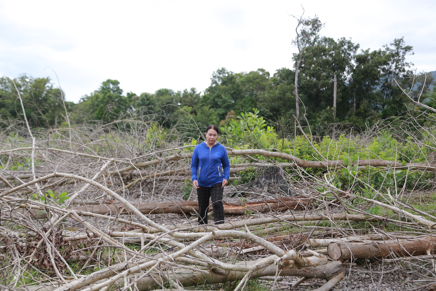 Theo phản ánh của Bà Đặng Thị Lợi (61 tuổi, trú xã Hòa Phong, huyện Hòa Vang, TP. Đà Nẵng), từ năm 2009, bà nhận ủy quyền phần đất trong Hợp đồng giao khoán và phần đất khai thác thêm của 2 người khác với tổng diện tích là 21ha. Hồ sơ ủy quyền có xác nhận của Giám đốc BQL Rừng phòng hộ Đà Nẵng (nay là BQL Rừng đặc dụng Bà Nà – Núi Chúa, TP. Đà Nẵng). Tuy nhiên, không hiểu vì lý do gì khi BQL thanh lý hợp đồng để bàn giao đất cho huyện Đông Giang (tỉnh Quảng Nam) thì bà không được thông báo. Việc này dẫn đến hơn 10ha keo của gia đình bà bị lực lượng chức năng huyện Đông Giang chặt hạ mà không có hỗ trợ, đền bù gì. Bức xúc, bà đã gửi đơn khiếu nại 2 năm nay.