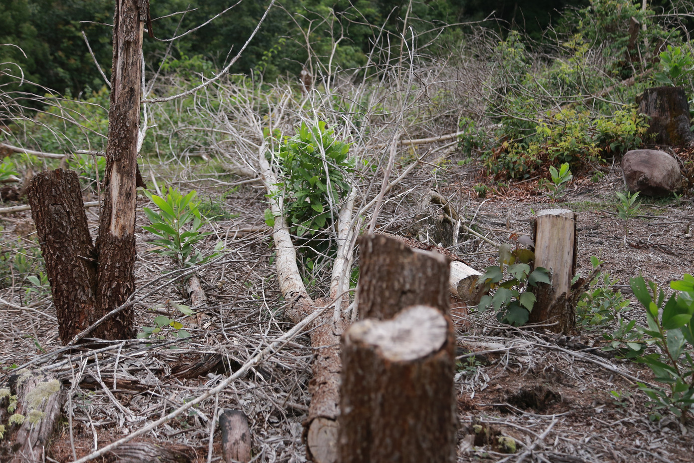 Cũng theo UBND huyện Đông Giang, việc bà Lợi khiếu nại là vấn đề dân sự giữa bà và các tổ chức, cá nhân liên quan trong việc ủy quyền giao khoán và xác nhận ủy quyền giao khoán, việc này thuộc thẩm quyền giải quyết của các cơ quan chức năng Đà Nẵng, không thuộc phạm vị giải quyết của huyện Đông Giang (Quảng Nam).