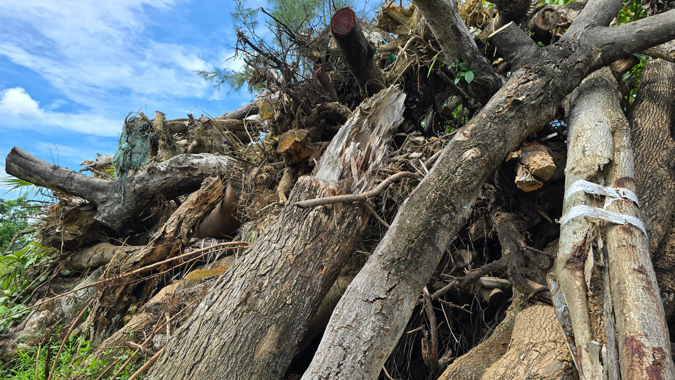 Tại phần đất mặt đường Trương Vĩnh Ký, hàng loạt cây cổ thụ đổ gãy được tập kết nằm chỏng chơ chờ xử lý.