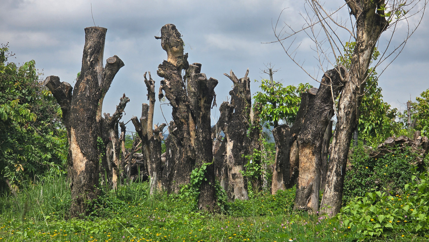 Theo lãnh đạo công ty, các cây tại khu vực này là những cây đổ gãy hoặc di dời từ các khu vực có công trình thi công, dự án... từ những năm trước đây. Quá trình chăm sóc những cây sống khỏe đã được bứng trồng trở lại.