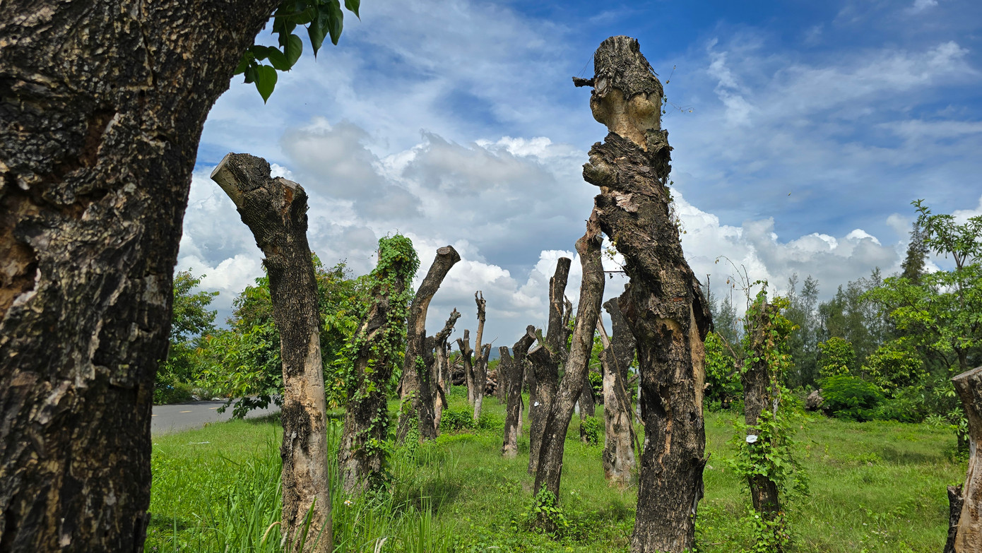 Cạnh khu vực bãi tập kết là hàng chục cây xanh kích thước lớn được ươm trồng nhưng không có dấu hiệu sự sống khiến nhiều người xót xa.