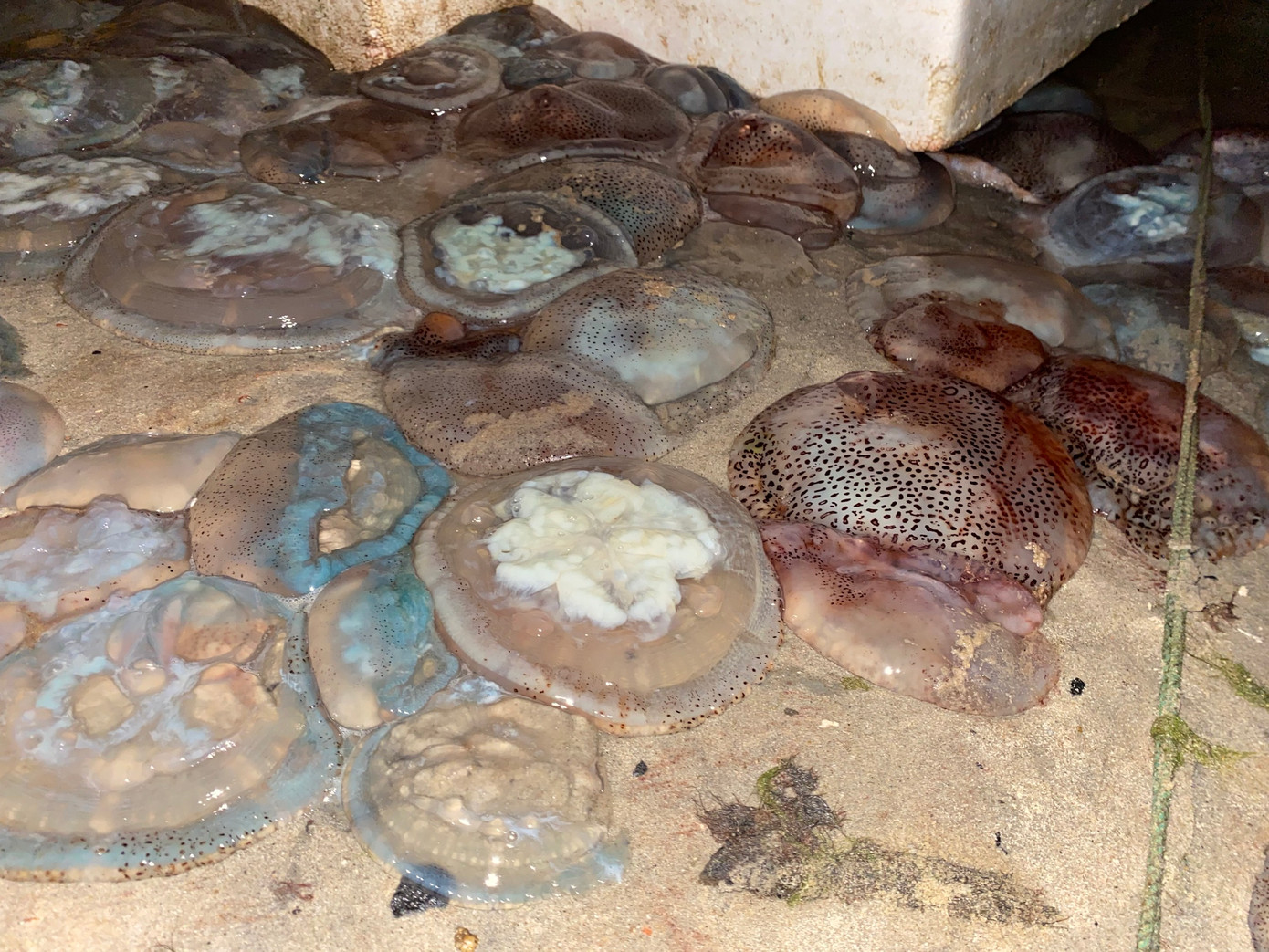 Chính quyền địa phương cũng sẽ tuyên truyền, vận động các hộ dân khai thác và chế biến sứa đảm bảo vệ sinh và không gây ô nhiễm.