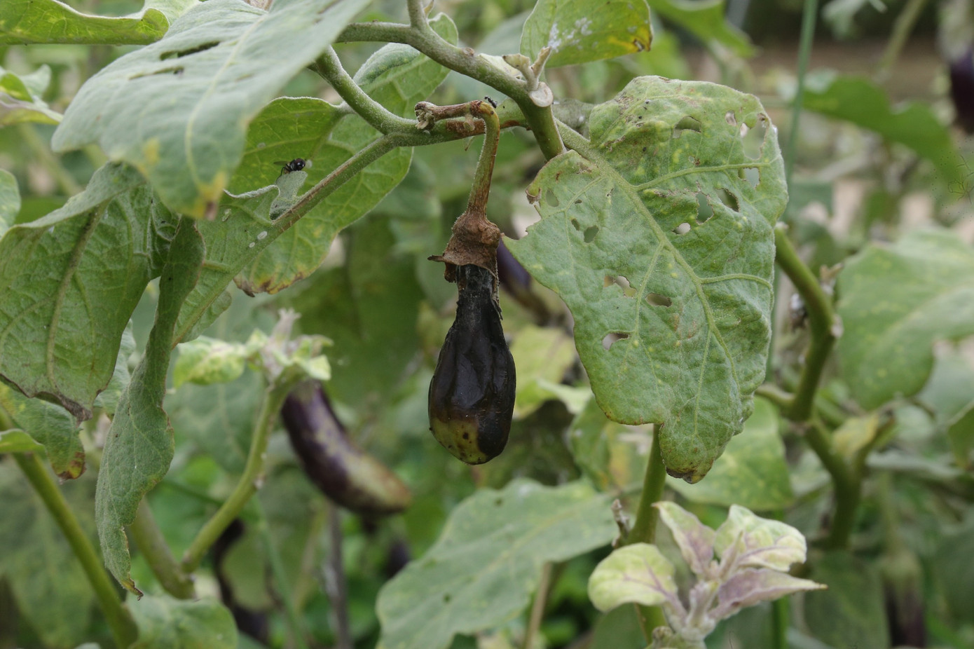 Những vườn cà tím đang độ phát triển nhưng héo khô dần vì không có nước tưới trong sự bất lực của nông dân. Những vườn cà tím đang độ phát triển nhưng héo khô dần vì không có nước tưới trong sự bất lực của nông dân.