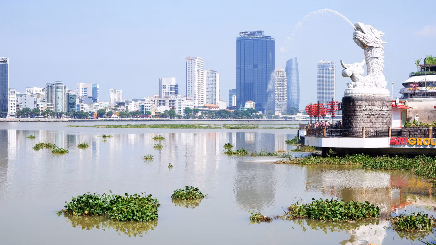 Khu vực cầu tình yêu lục bình trôi dạt tạo nên cảnh sắc khác lạ.