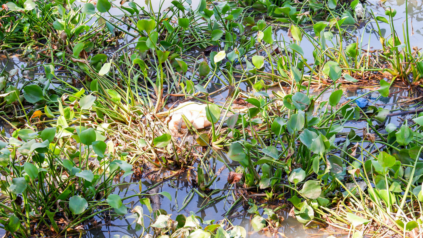 Tuy nhiên, lục bình trôi xuống cửa sông Hàn gặp nước mặn từ biển vào dần chết thối. Cùng với rác, xác động vật trôi theo nhiều thời điểm các khúc sông bốc mùi hôi tanh. Tuy nhiên, lục bình trôi xuống cửa sông Hàn gặp nước mặn từ biển vào dần chết thối. Cùng với rác, xác động vật trôi theo nhiều thời điểm các khúc sông bốc mùi hôi tanh.