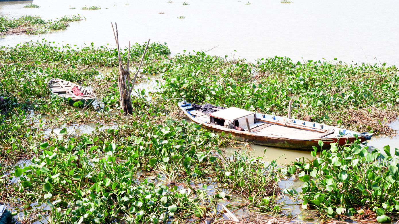 Lục bình phủ kín những chiếc thuyền đánh cá của người dân. Lục bình phủ kín những chiếc thuyền đánh cá của người dân.