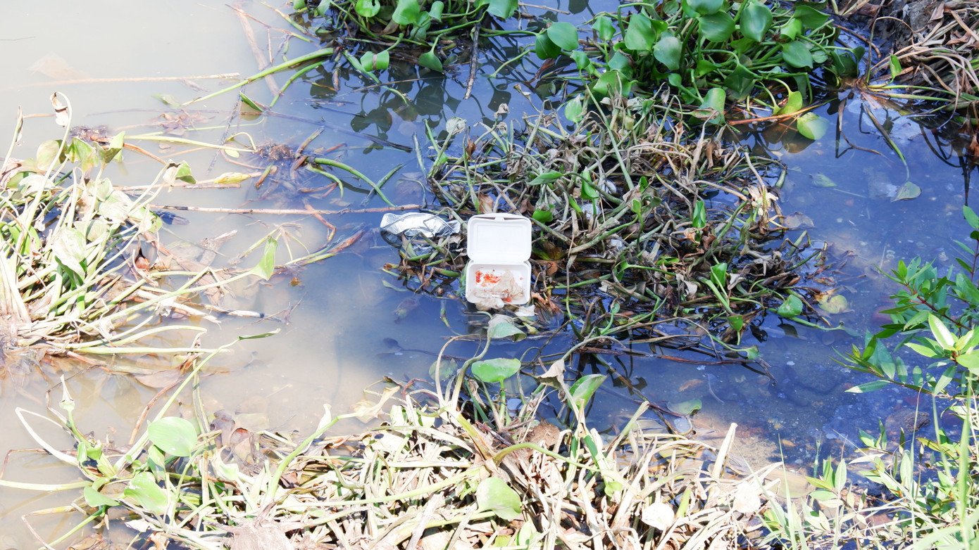 Tuy nhiên, lục bình trôi xuống cửa sông Hàn gặp nước mặn từ biển vào dần chết thối. Cùng với rác, xác động vật trôi theo nhiều thời điểm các khúc sông bốc mùi hôi tanh. Tuy nhiên, lục bình trôi xuống cửa sông Hàn gặp nước mặn từ biển vào dần chết thối. Cùng với rác, xác động vật trôi theo nhiều thời điểm các khúc sông bốc mùi hôi tanh.