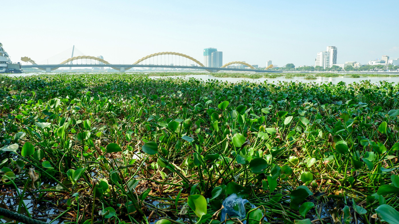 Từ sau đợt mưa lớn do ảnh hưởng của bão số 4 đến nay, sông Hàn luôn dày đặc lục bình, tạo nên một khung cảnh khác lạ như miền Tây sông nước giữa lòng Đà Nẵng. Ảnh: Nguyễn Thành. Từ sau đợt mưa lớn do ảnh hưởng của bão số 4 đến nay, sông Hàn luôn dày đặc lục bình, tạo nên một khung cảnh khác lạ như miền Tây sông nước giữa lòng Đà Nẵng. Ảnh: Nguyễn Thành.