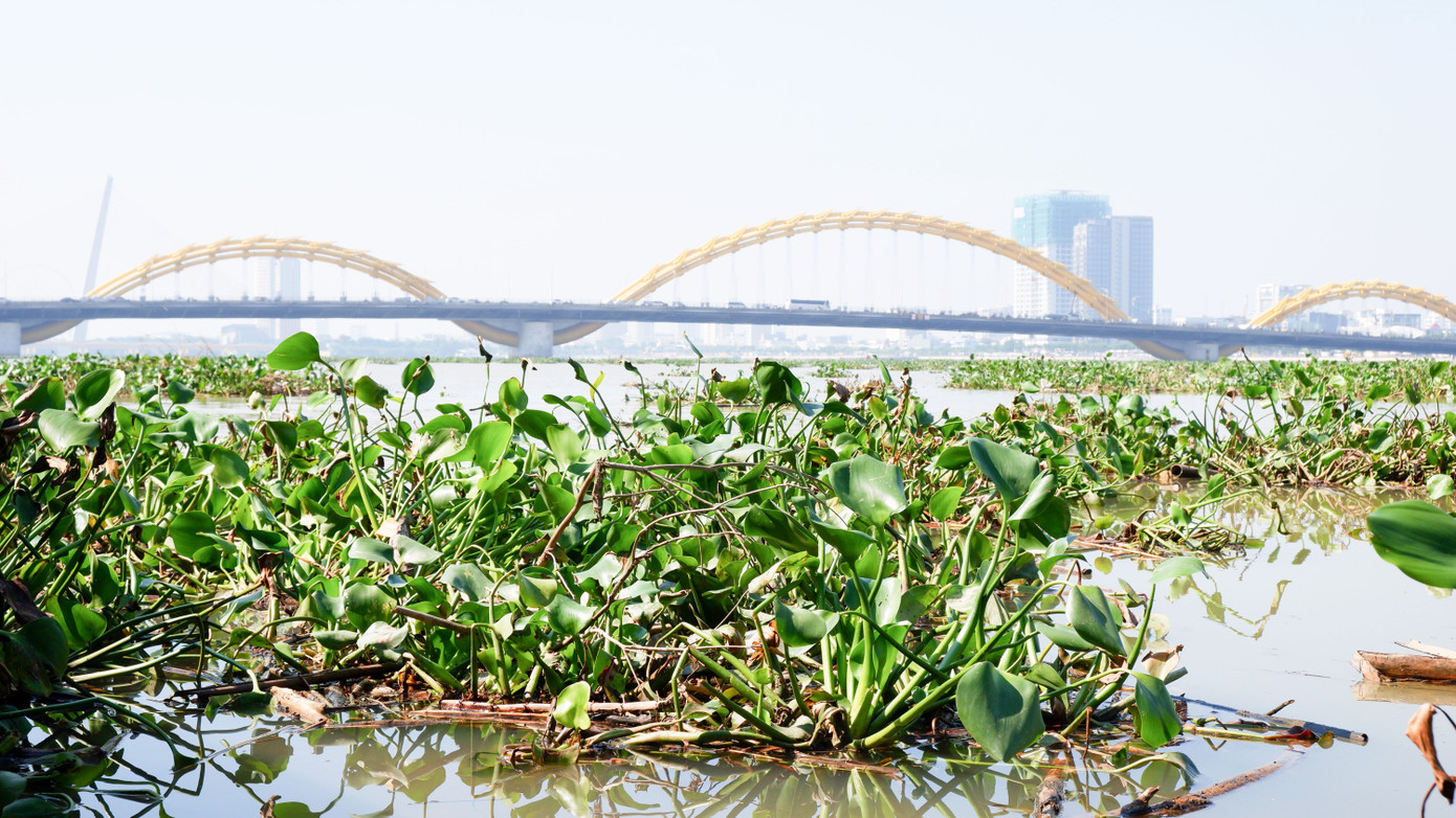 Cầu Rồng với lục bình phủ kín mặt sông mỗi sáng sớm tạo nên khung cảnh mới lạ với người dân và du khách. Cầu Rồng với lục bình phủ kín mặt sông mỗi sáng sớm tạo nên khung cảnh mới lạ với người dân và du khách.