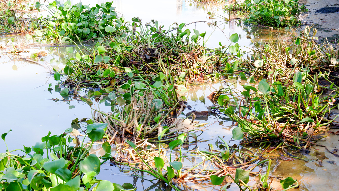 Tuy nhiên, lục bình trôi xuống cửa sông Hàn gặp nước mặn từ biển vào dần chết thối. Cùng với rác, xác động vật trôi theo nhiều thời điểm các khúc sông bốc mùi hôi tanh. Tuy nhiên, lục bình trôi xuống cửa sông Hàn gặp nước mặn từ biển vào dần chết thối. Cùng với rác, xác động vật trôi theo nhiều thời điểm các khúc sông bốc mùi hôi tanh.