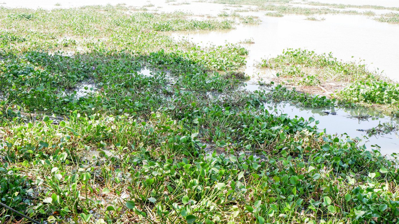 Khúc sông Hàn phía bờ đông hướng lên cầu Trần Thị Lý dày đặc lục bình trôi dạt vào bờ. Khúc sông Hàn phía bờ đông hướng lên cầu Trần Thị Lý dày đặc lục bình trôi dạt vào bờ.