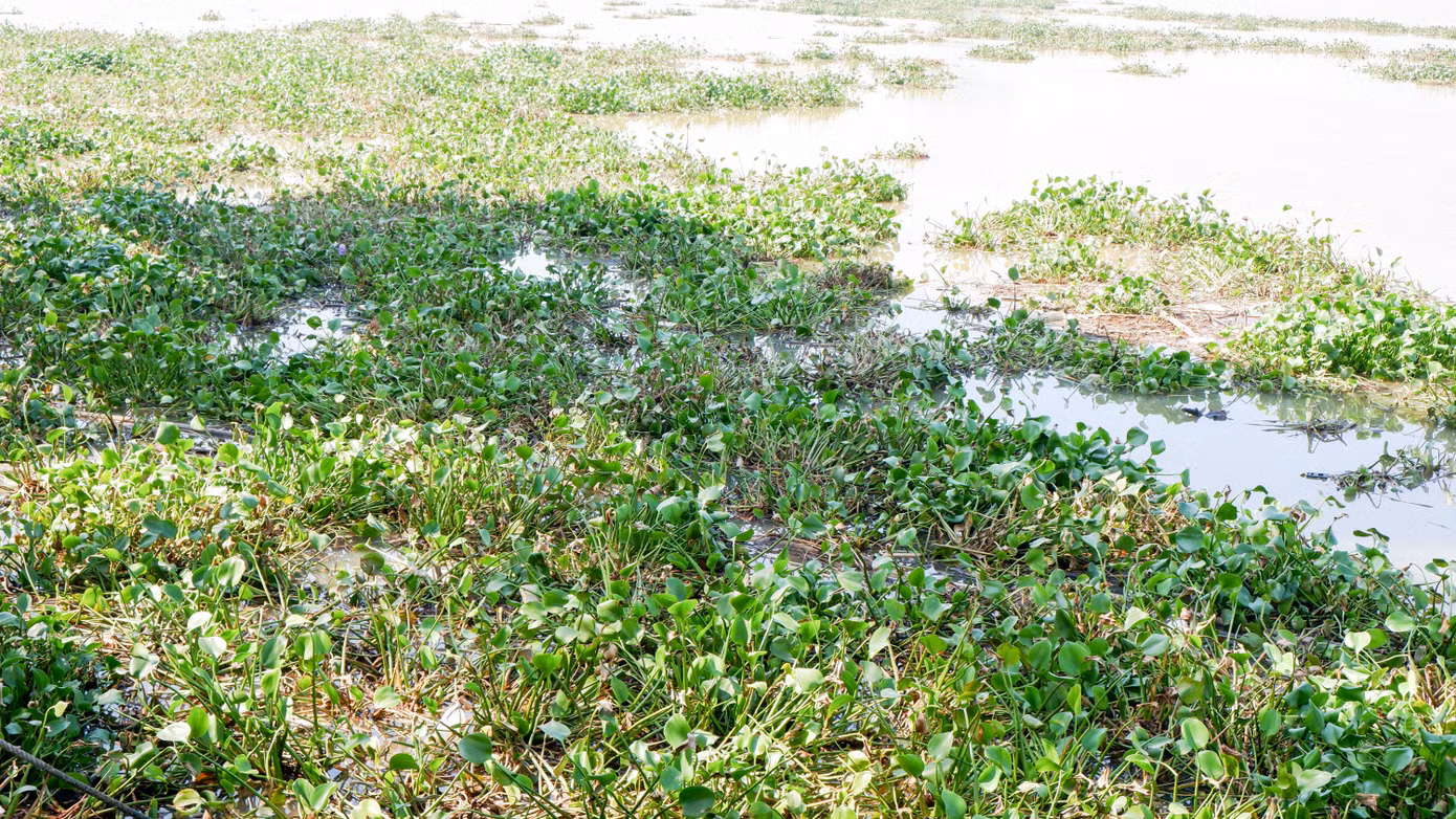 Khúc sông Hàn phía bờ đông hướng lên cầu Trần Thị Lý dày đặc lục bình trôi dạt vào bờ.