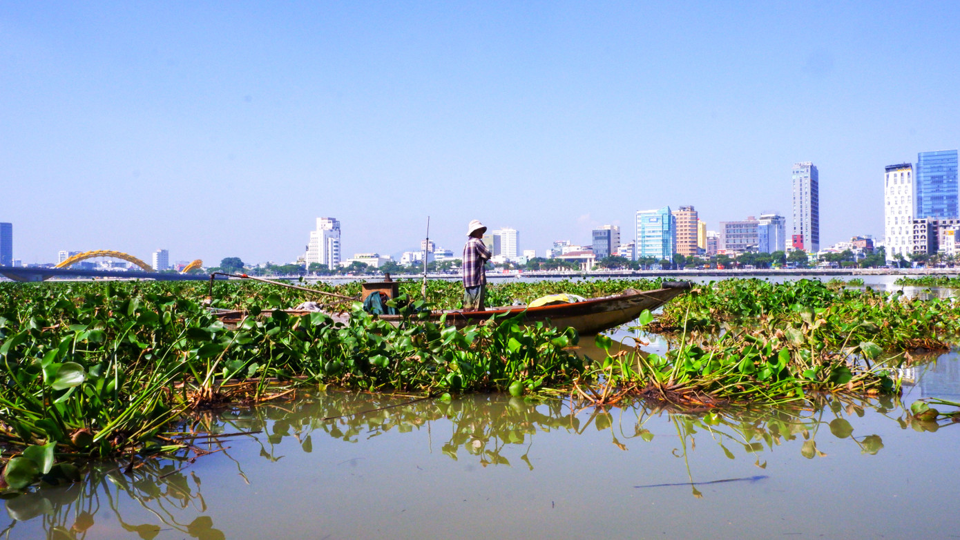 Giăng lưới trên những khóm lục bình. Nhịp sống trên sông Hàn thay đổi bởi lục bình phủ kín. Thuyền đánh cá của người dân phải luồn lách qua những đám lục bình để giăng lưới bắt cá. Ảnh: Nguyễn Thành Giăng lưới trên những khóm lục bình. Nhịp sống trên sông Hàn thay đổi bởi lục bình phủ kín. Thuyền đánh cá của người dân phải luồn lách qua những đám lục bình để giăng lưới bắt cá. Ảnh: Nguyễn Thành