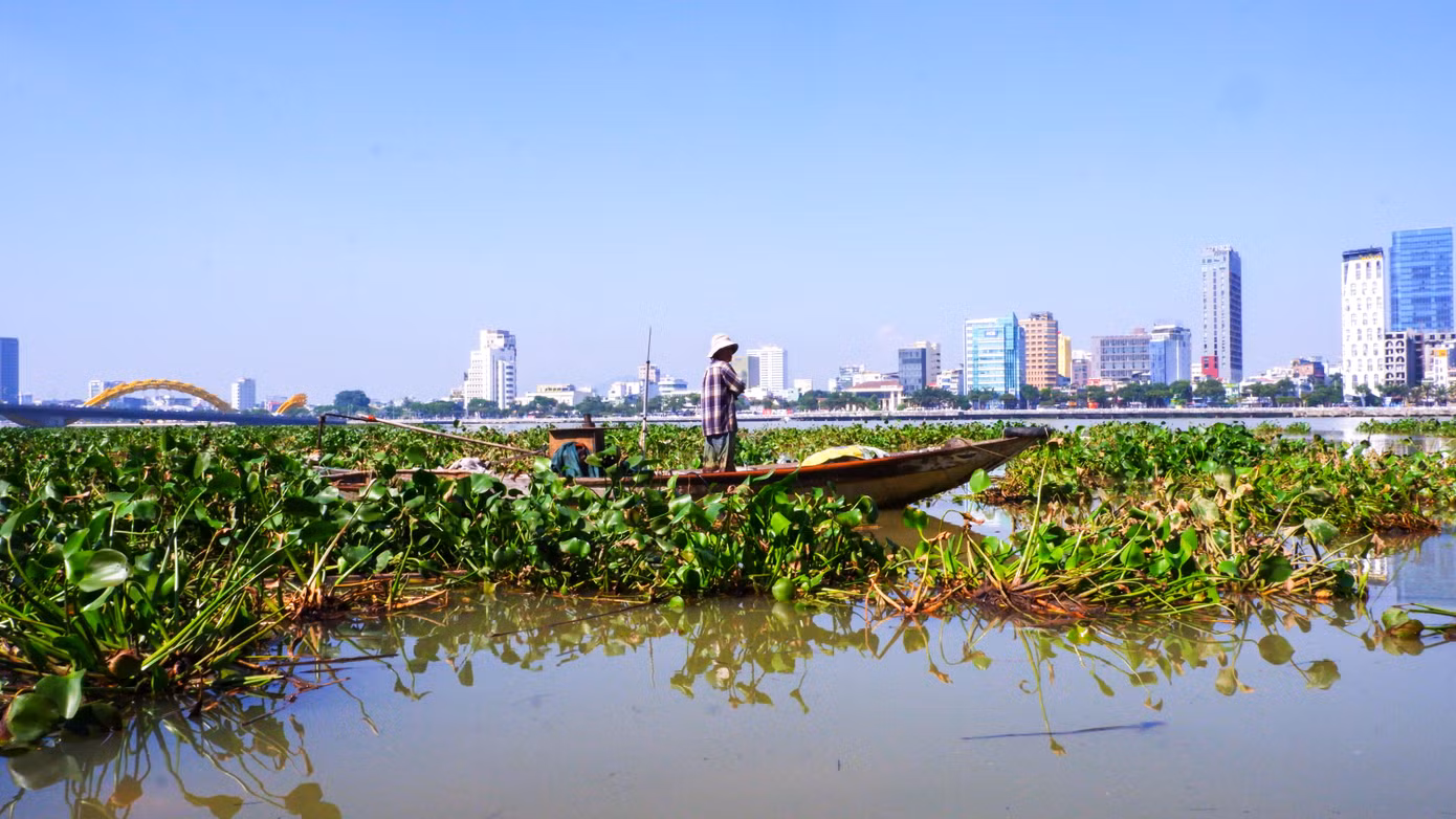 Giăng lưới trên những khóm lục bình. Nhịp sống trên sông Hàn thay đổi bởi lục bình phủ kín. Thuyền đánh cá của người dân phải luồn lách qua những đám lục bình để giăng lưới bắt cá. Ảnh: Nguyễn Thành