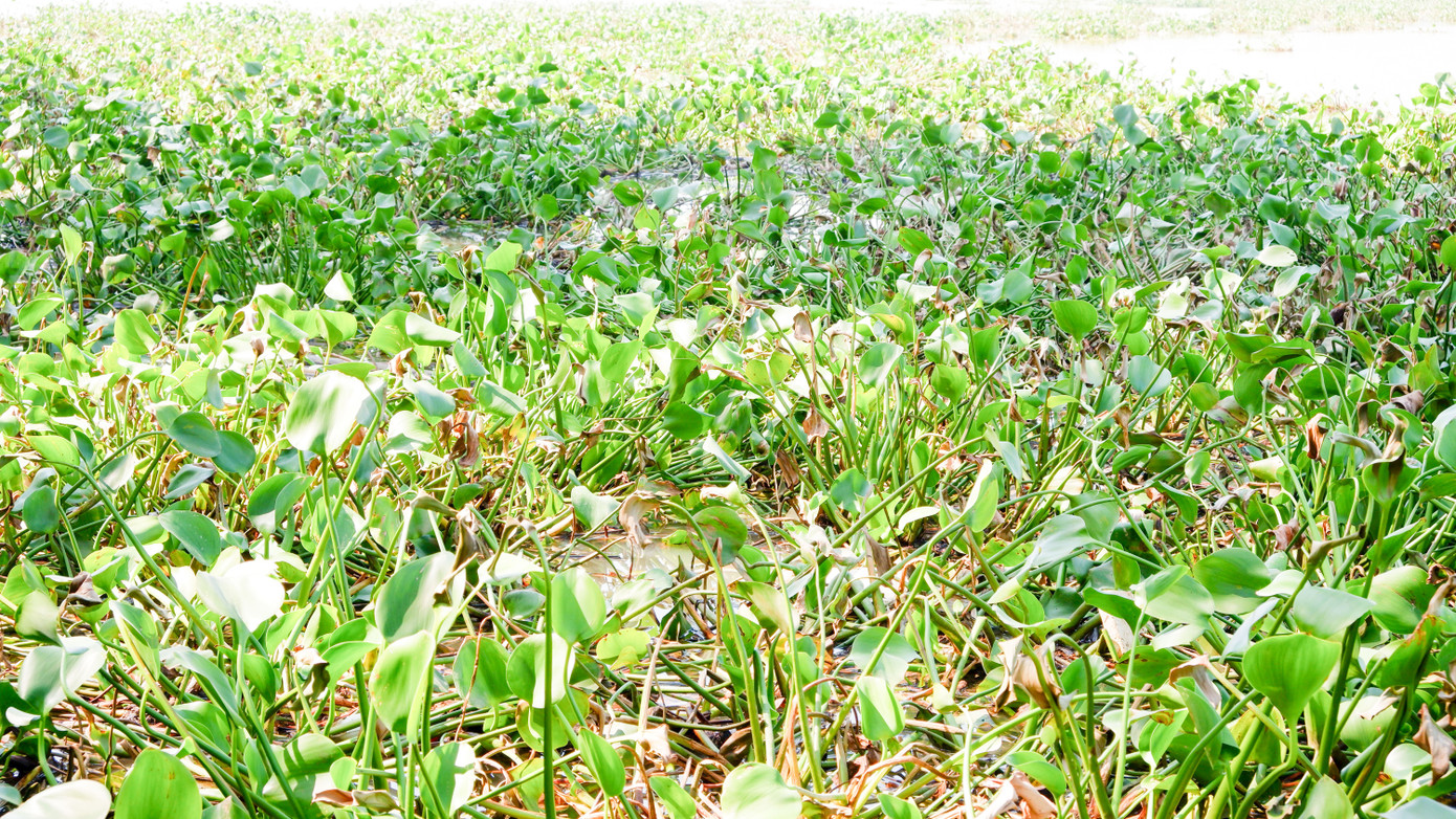 Một khúc sông gần cầu quay sông Hàn dày đặc, ứ đọng vì lục bình. Một khúc sông gần cầu quay sông Hàn dày đặc, ứ đọng vì lục bình.