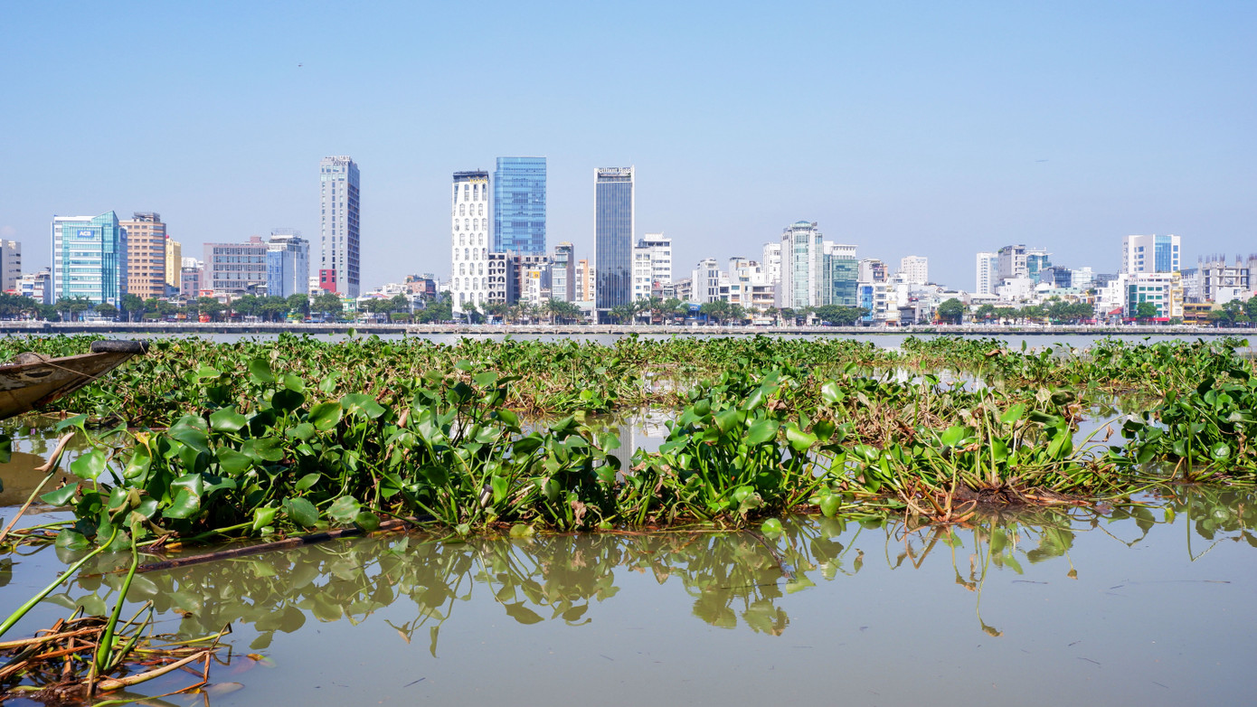 Những dãy nhà cao tầng bên dòng sông Hàn phủ xanh bởi lục bình. Những dãy nhà cao tầng bên dòng sông Hàn phủ xanh bởi lục bình.