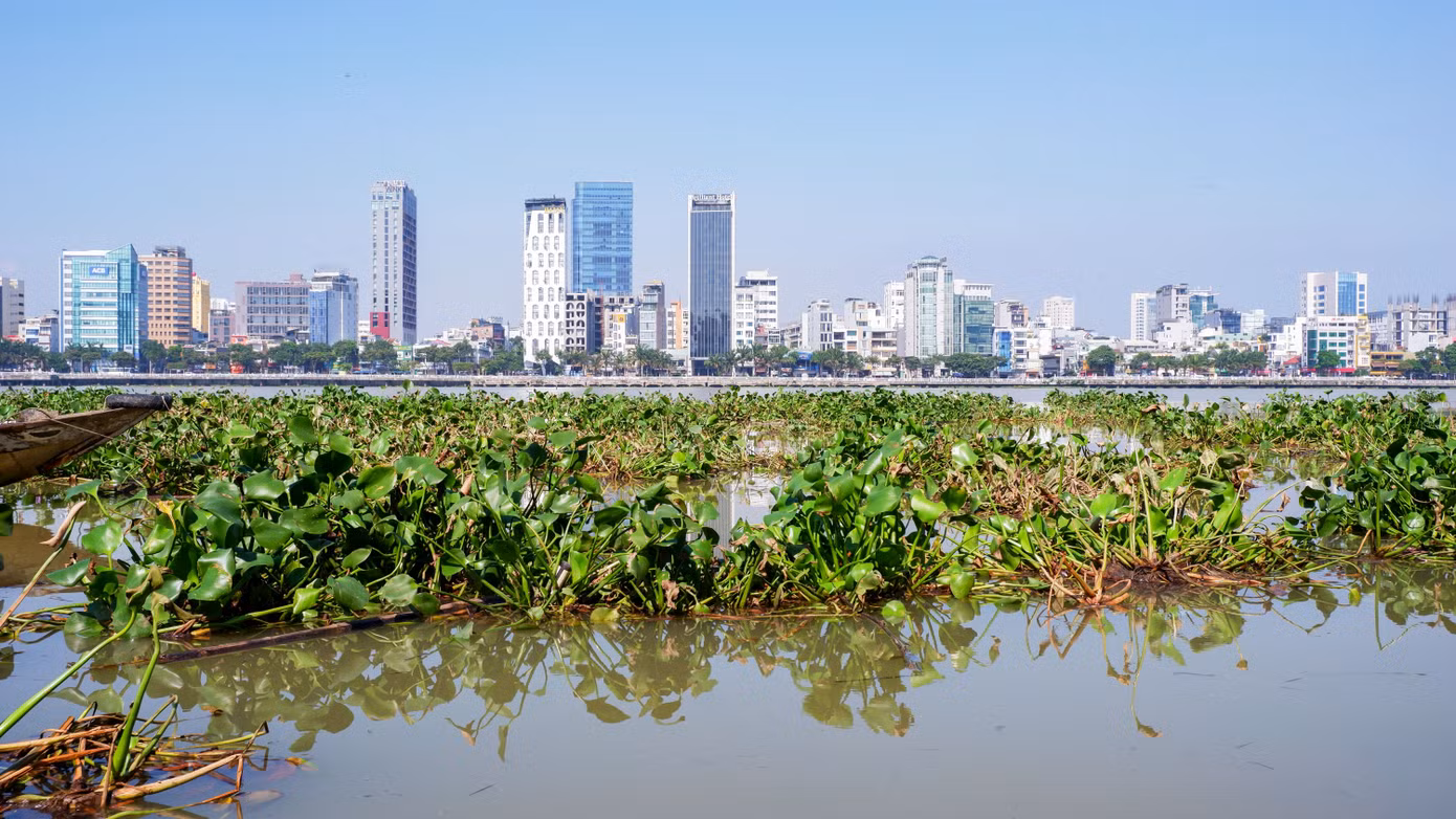 Những dãy nhà cao tầng bên dòng sông Hàn phủ xanh bởi lục bình.