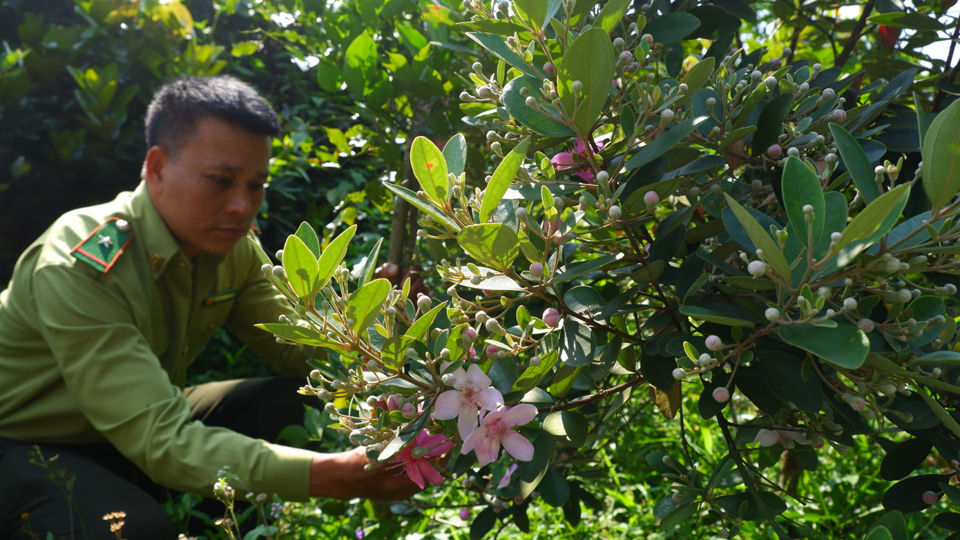 Không dừng lại ở việc trồng mới, Hạt Kiểm lâm liên quận Sơn Trà - Ngũ Hành Sơn tiếp tục phân công cán bộ kiểm lâm, vận động cộng đồng và các cộng tác viên môi trường cùng chung tay chăm sóc, bảo vệ diện tích rừng sim, đảm bảo quy trình kỹ thuật đạt chuẩn.