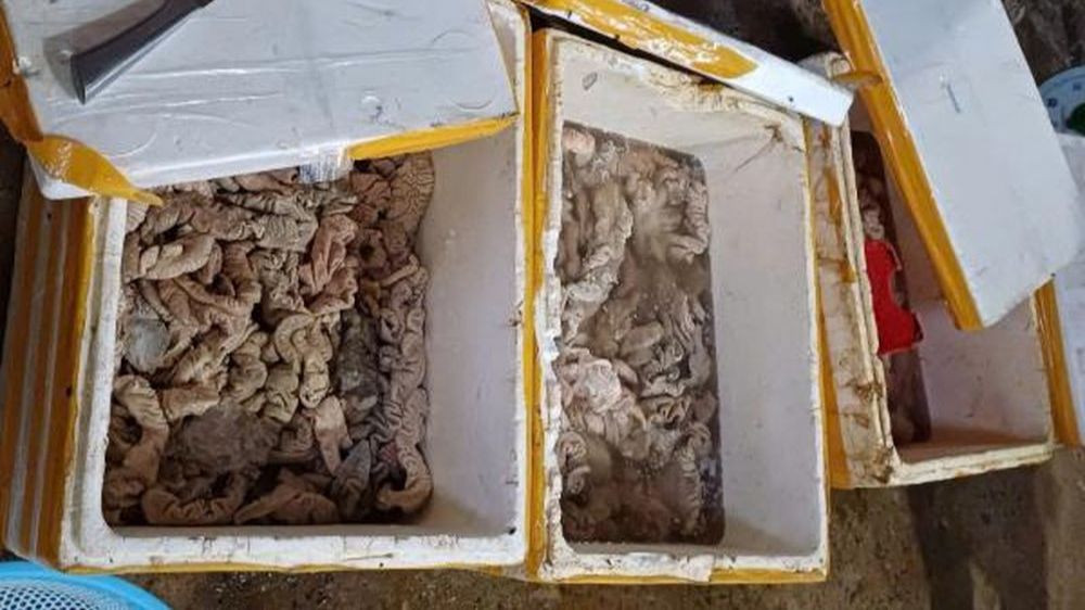 Khối lượng lớn lòng động vật không rõ nguồn gốc được sơ chế tại cơ sở kinh doanh Nguyễn Thị Hồng. Khối lượng lớn lòng động vật không rõ nguồn gốc được sơ chế tại cơ sở kinh doanh Nguyễn Thị Hồng.