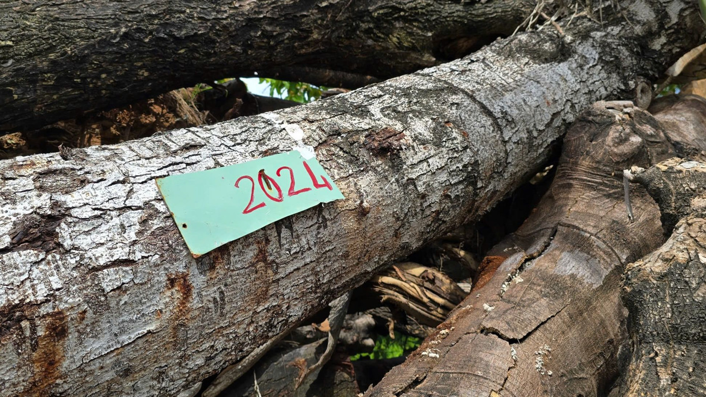 Các cây gỗ lớn được đánh dấu theo năm để dễ quản lý.
