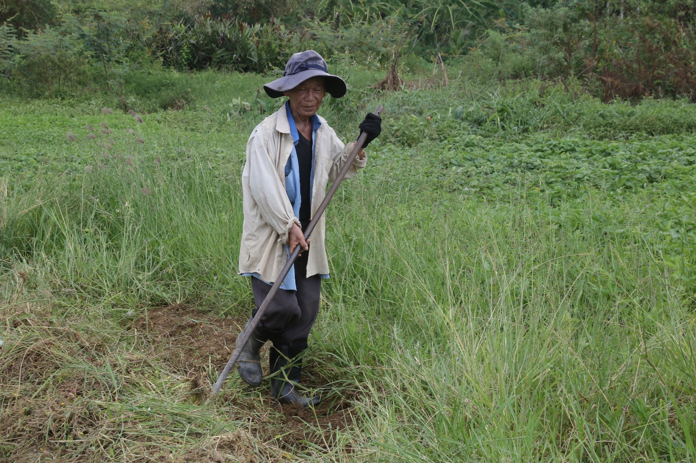 Trong khi chờ nước sông hết nhiễm mặn, nước giếng bớt nhiễm phèn, các hộ dân tranh thủ khai hoang, mở rộng diện tích. Ông Trần Văn Hoàng (Giám đốc HTX rau La Hường) cho biết: “Hợp tác xã cũng đã đề xuất lên trên để hỗ trợ người dân có kinh phí mua lưới, bạt nhằm che chắn, hạn chế nắng nóng cho rau trồng. Còn việc nhiễm mặn, lúc nào mưa nhiều các hộ dân sẽ làm, còn nắng quá thì ngưng sản xuất chứ vẫn chưa có phương án tốt nhất” Trong khi chờ nước sông hết nhiễm mặn, nước giếng bớt nhiễm phèn, các hộ dân tranh thủ khai hoang, mở rộng diện tích. Ông Trần Văn Hoàng (Giám đốc HTX rau La Hường) cho biết: “Hợp tác xã cũng đã đề xuất lên trên để hỗ trợ người dân có kinh phí mua lưới, bạt nhằm che chắn, hạn chế nắng nóng cho rau trồng. Còn việc nhiễm mặn, lúc nào mưa nhiều các hộ dân sẽ làm, còn nắng quá thì ngưng sản xuất chứ vẫn chưa có phương án tốt nhất”