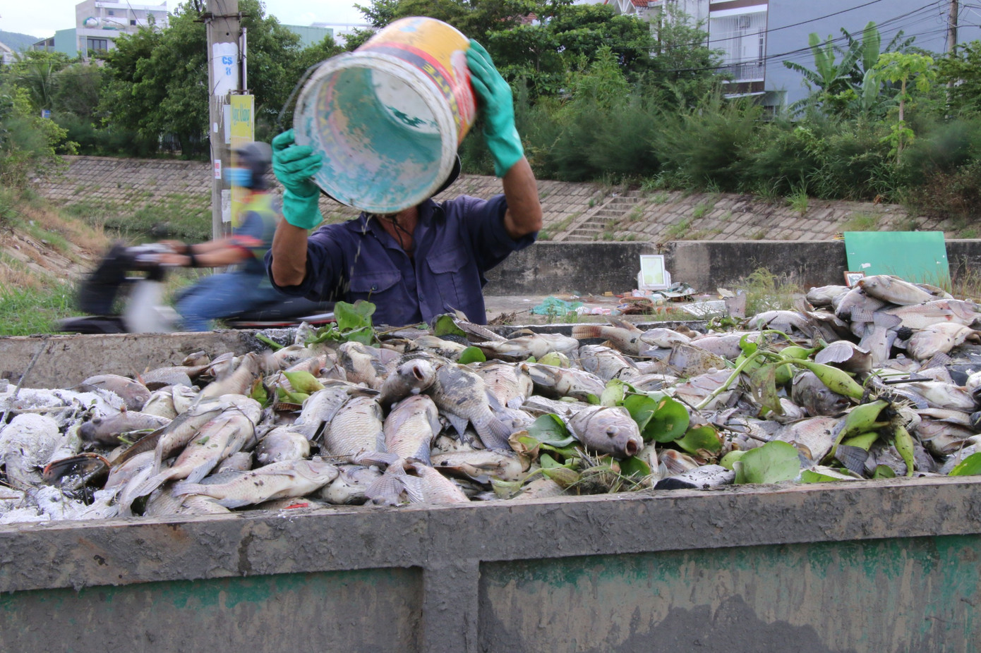 Cá chết ở hồ khoảng 3 đến 4 tấn phần lớn là cá rô phi.