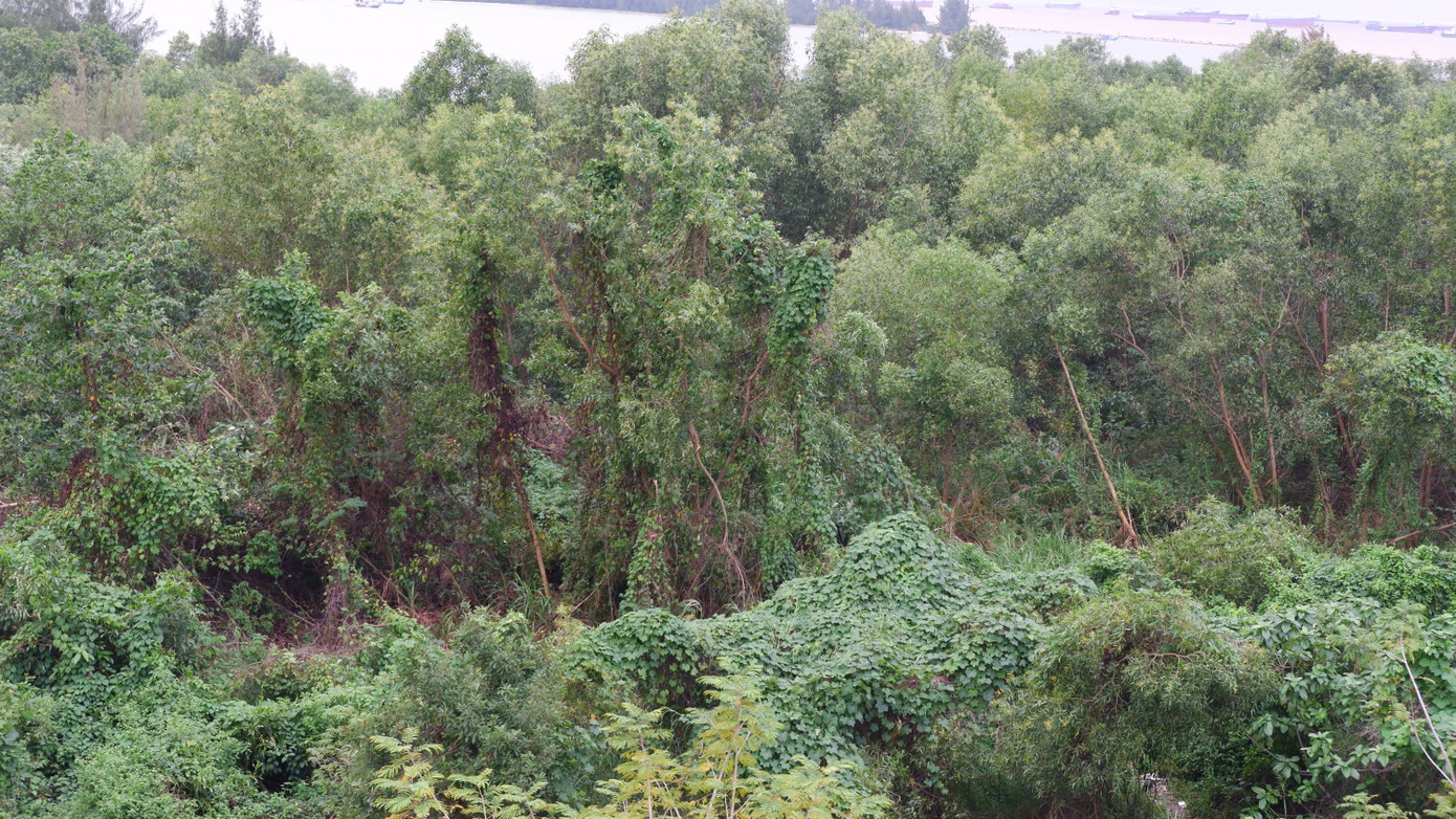 Trả lời ý kiến cử tri hồi tháng 10/2024, ông Nguyễn Văn Quảng, Bí thư Thành ủy Đà Nẵng cho biết: Trong quá trình thực hiện các kết luận của thanh tra, kiểm tra, các bản án tại TP Đà Nẵng, nhiều nội dung thuộc thẩm quyền phải có nghị quyết đặc thù của Quốc hội mới giải quyết được.... “Có nhiều nội dung vượt thẩm quyền của thành phố, thậm chí bây giờ đưa ra Quốc hội để có nghị quyết đặc thù. Điều này cho thấy quá trình giải quyết những tồn tại, vướng mắc trước đây không đơn giản, không thể một sớm một chiều", ông Quảng nói.