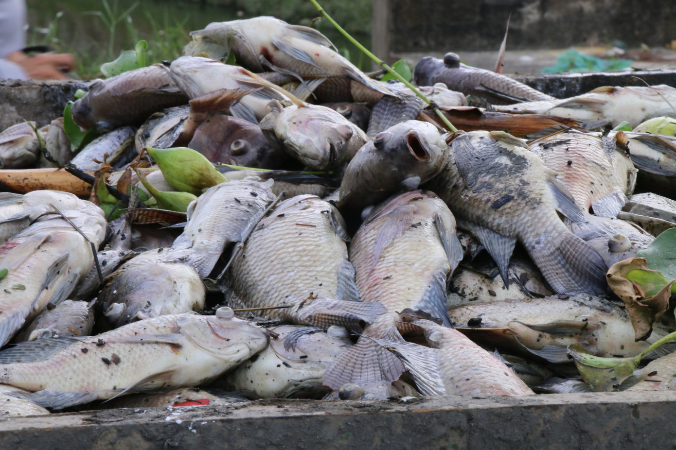 Cá chết được vớt lên từ kênh đưa đi xử lý.