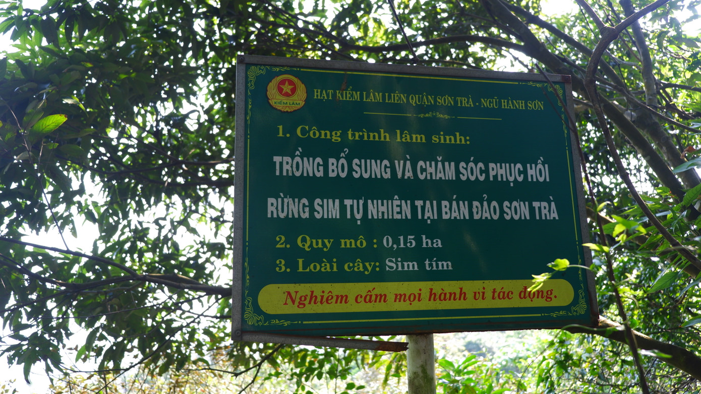 Biến gắn chương trình lâm sinh "Trồng bổ sung và chăm sóc phục hồi sim rừng tự nhiên tại bán đảo Sơn Trà". Hiện nay, trên tổng diện tích 0,4 ha, những gốc sim đầu tiên được vun trồng. Đến năm 2020, thêm hơn 0,2 ha dọc đường sim được cải tạo, kéo dài gần 1 km dọc tuyến đường lên đỉnh tại Tiểu khu 62, khu Bảo tồn thiên nhiên Sơn Trà. Tất cả được trồng, chăm sóc, bảo vệ phát triển tự nhiên.
